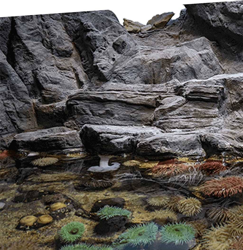 Zoopoxy mobile image